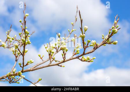 Branche de Sakura avec bourgeons gonflés.Jardin fleuri de printemps. Banque D'Images