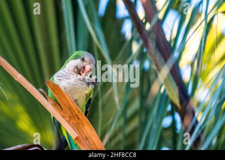 Monk parakeet (Myiopsitta monachus), sur un palmier de l'île des Canaries (Phoenix canariensis). Banque D'Images