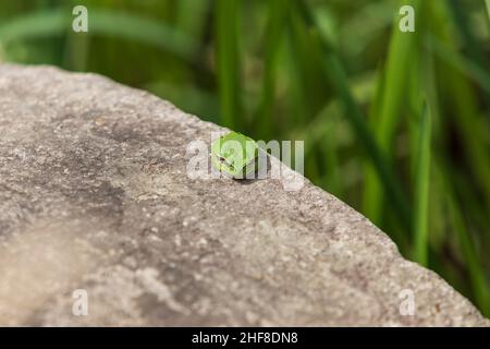 La grenouille d'arbre verte - Hyla arborea - est située sur une roche près d'un étang dans son habitat naturel.Photo de nature sauvage. Banque D'Images