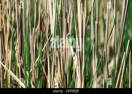 Hyla arborea - arbre vert grenouille sur une branche et sur un roseau près d'un étang.Grenouille d'arbre dans son habitat naturel.Photo sauvage. Banque D'Images