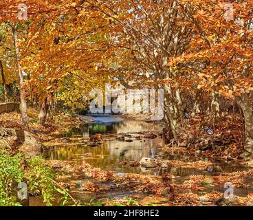 Photo d'automne sereine d'une petite crique.Avec une petite cascade.Les feuilles de l'arbre sont belles et lumineuses. Banque D'Images