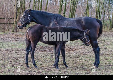 Un beau cheval brun avec un petit foal se tient dans un corral. Banque D'Images