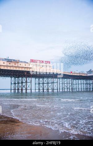 La murmure de Starling au-dessus de Brighton Pier au début de 2021 a pris un jour couvert. Banque D'Images