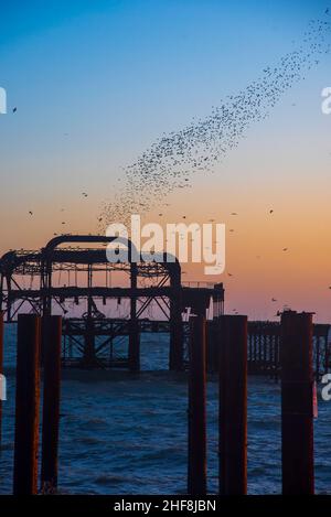 Les amidons dansent sur les vestiges de la jetée ouest de Brighton à Dusk Banque D'Images