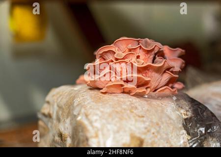 Bennett, Colorado - champignons d'huîtres roses poussant aux champignons de la Lune de sucre.La ferme intérieure cultive une variété de champignons dans des conteneurs d'expédition.Leur Banque D'Images