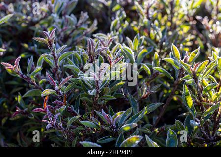 Cristaux de glace sur un arbuste de Photonia fraser lors d'une journée froide de chute sous la lumière du soleil Banque D'Images