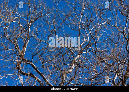 Ciel bleu filtré par un Elm sans feuilles et ses branches et membres Banque D'Images