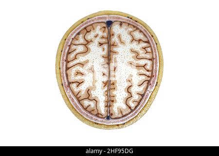 Anatomie du cerveau, illustration Banque D'Images