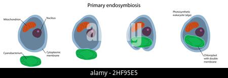 Endosymbiose primaire, illustration Banque D'Images