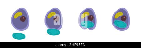 Endosymbiose primaire, illustration Banque D'Images