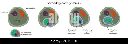 Endosymbiose secondaire, illustration Banque D'Images