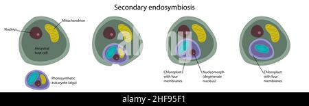 Endosymbiose secondaire, illustration Banque D'Images