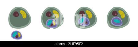 Endosymbiose secondaire, illustration Banque D'Images