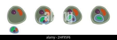 Endosymbiose secondaire, illustration Banque D'Images