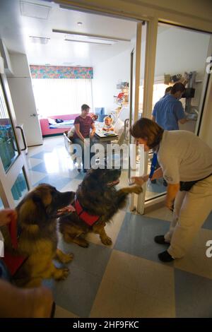 Bien qu'il ne soit pas permis d'entrer dans la chambre, le propriétaire/formateur de deux chiens thérapeutiques spécialement formés les emmène à la porte d'un enfant en isolement Banque D'Images