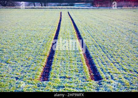 marque du pneu sur le champ de neige en hiver Banque D'Images