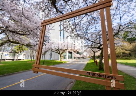 Vancouver, C.-B., Canada - avril 8 2021 : campus de l'Université de la Colombie-Britannique (UBC).Fleurs de cerisier du Lower Mall en pleine floraison. Banque D'Images