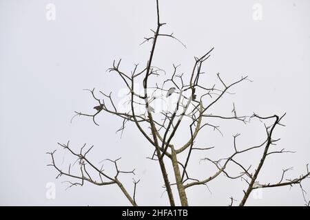 Robins sur le dessus de l'arbre Banque D'Images