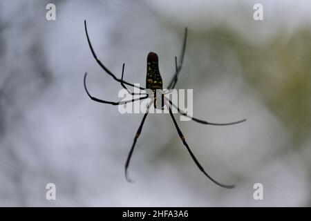 Tisserand d'orbe doré géant - Nephila pilipes Banque D'Images