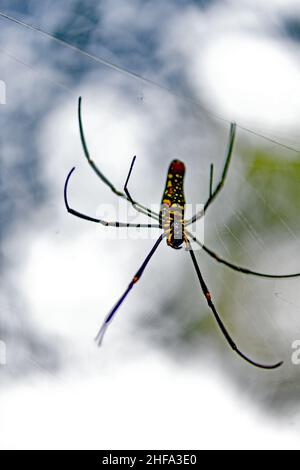 Tisserand d'orbe doré géant - Nephila pilipes Banque D'Images