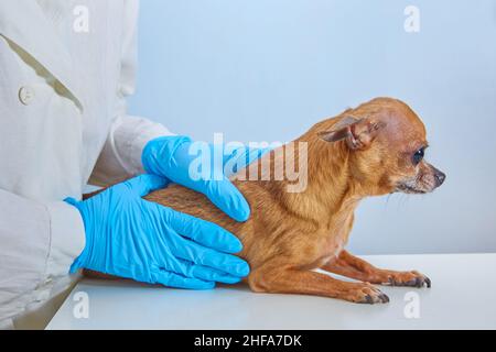 Les mains d'un vétérinaire en gants bleus tiennent un chien Chihuahua. Banque D'Images