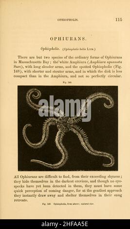 Études du littoral en histoire naturelle (page 115) Banque D'Images