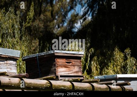 Les abeilles volent devant leur ruche en bois. Banque D'Images