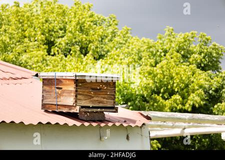 ruches d'abeilles sur le toit de la maison avec un essaim d'abeilles volant en face de lui. Banque D'Images
