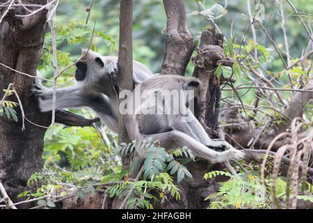 Macaque à queue de lion assis dans l'arbre forestier Banque D'Images