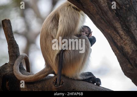 Bébé langur gris regardant du tour de la mère sur un arbre à la réserve de léopard Jhalana, Jaipur, Rajasthan, Inde Banque D'Images