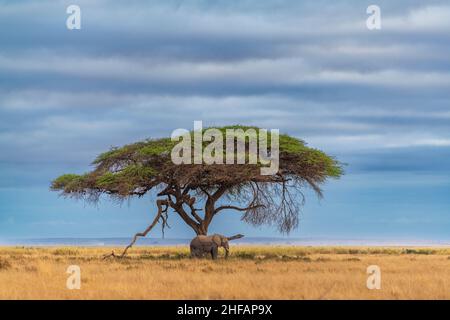 Un éléphant de savane africaine repose sous un arbre dans le parc national d'Amboseli, au Kenya Banque D'Images