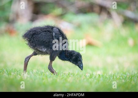 Jubilé noir Pukeko oiseau avec plumes bleues se développant sous le cou.Parc Western Springs, Auckland. Banque D'Images