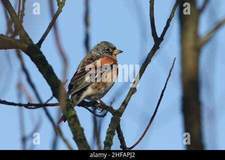 A Brambling, Fringilla montifringilla, perchée sur une branche d'un arbre en hiver. Banque D'Images