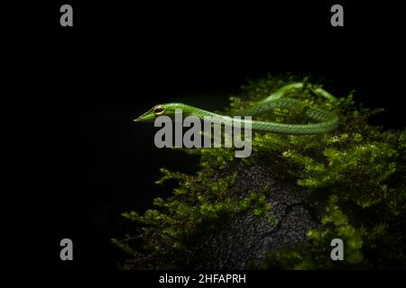 Portrait grand angle d'un serpent de vigne commun lors d'une nuit de pluie à Amboli, Maharashtra Banque D'Images