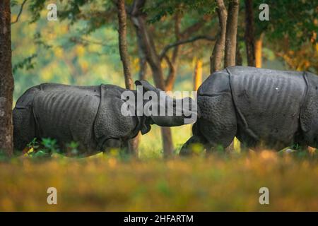 Un veau de rhinocéros marche derrière sa mère au parc national de Manas, Assam, Inde Banque D'Images