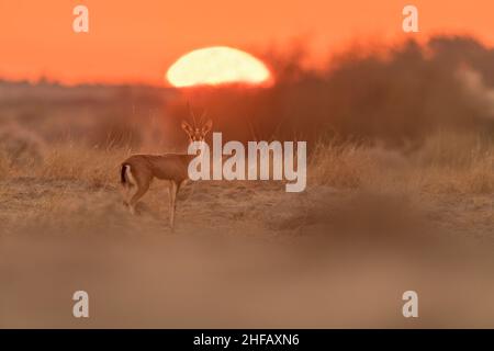 Chinkara ou gazelle indienne au lever du soleil dans le désert de Thar Banque D'Images