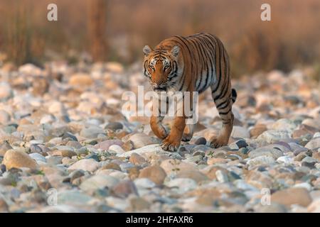 Une promenade en tigress sur le lit de Ramganga au parc national Jim Corbett Banque D'Images