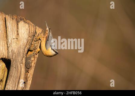 La Nuthatch eurasienne, Sitta europaea, cherche de la nourriture, fin de l'hiver dans une forêt de Sussex Banque D'Images