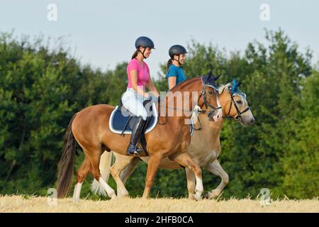 Pilote à l'arrière d'un poney du Connemara et d'un cheval Haflinger qui trôle dans un champ de chaume Banque D'Images