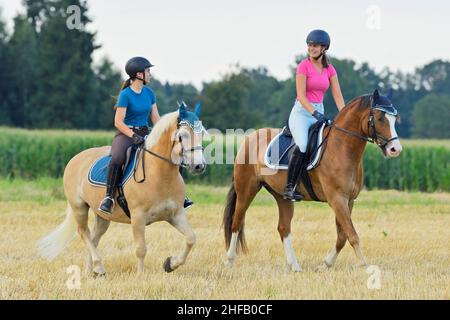 Des amis qui se trouvent derrière un poney du Connemara et un cheval Haflinger dans un champ de chaume Banque D'Images