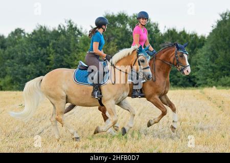 Des amis qui se trouvent derrière un poney du Connemara et un cheval Haflinger dans un champ de chaume Banque D'Images