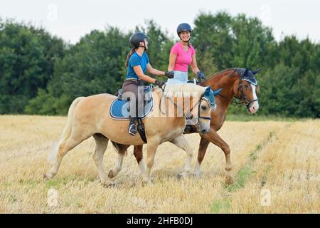 Des amis qui se trouvent derrière un poney du Connemara et un cheval Haflinger dans un champ de chaume Banque D'Images