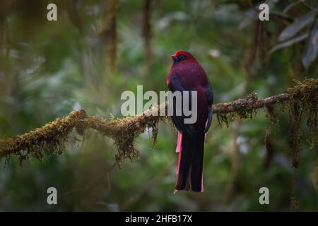 Portrait du trogon d'un quartier au sanctuaire de la vie sauvage d'Eaglenest, Arunachal Pradesh, Inde Banque D'Images