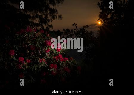 Rhododendron au lever du soleil au sanctuaire de la vie sauvage d'Eaglenest, Arunachal Pradesh, Inde Banque D'Images