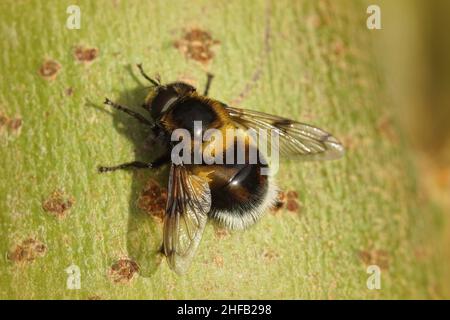 Gros plan sur un bourdon coloré et poilu, Volucella bombardylans, assis sur une branche dans le jardin Banque D'Images