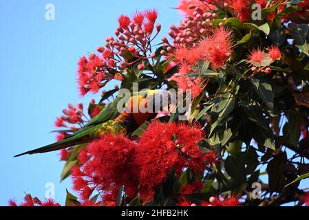 Le Lorikeet arc-en-ciel se penche vers le bas tout en étant perché haut dans un gommier à fleurs rouges, la corymbia fifolia, tard dans un après-midi ensoleillé d'été Banque D'Images