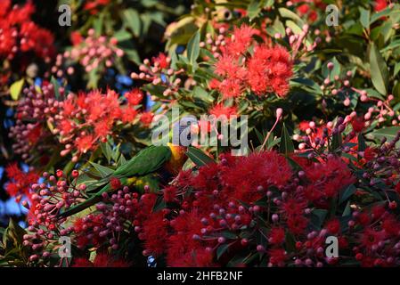 Lorikeet arc-en-ciel parmi beaucoup de fleurs dans une gomme rouge à fleurs, corymbia fifolia, avec sa tête légèrement tournée Banque D'Images