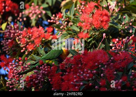 Vue latérale d'un Lorikeet arc-en-ciel car il est perché dans un gommier à fleurs rouges, corymbia fifolia, entouré de nombreuses petites fleurs rouges Banque D'Images