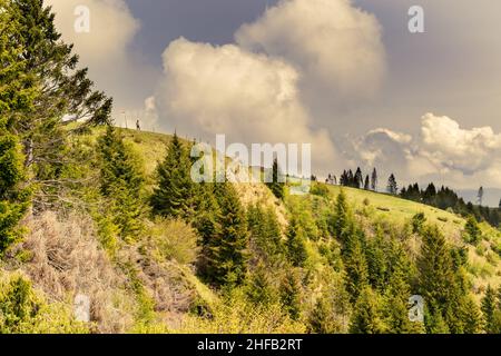 Panorama du côté de Monte Avena, forêt de sapins et ciel orageux, Belluno, Italie Banque D'Images