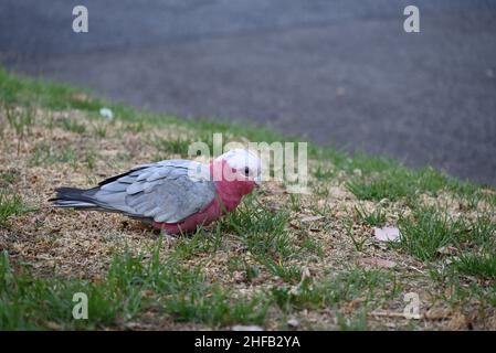 Galah sur une zone ombragée de pelouse à côté d'une route, à la recherche de nourriture parmi l'herbe sèche Banque D'Images